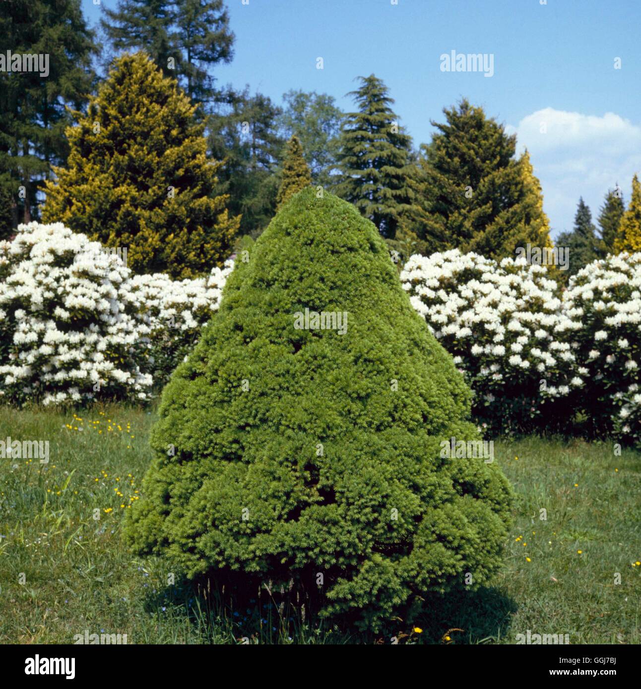 Picea glauca - var. albertina `Conica'   CON059942 Stock Photo